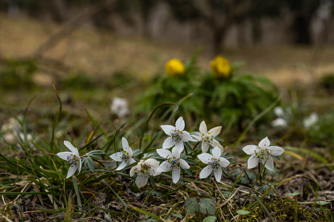 변산바람꽃 _L1A2598.jpg