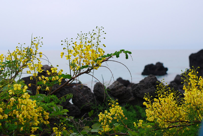 DSC_0621-1.jpg
