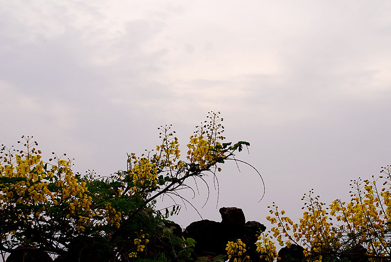 DSC_0626-1.jpg