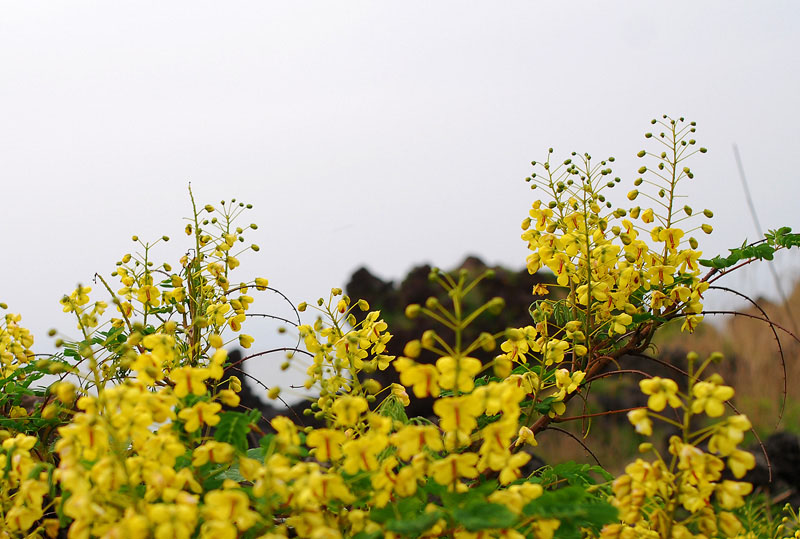 DSC_0608-1.jpg