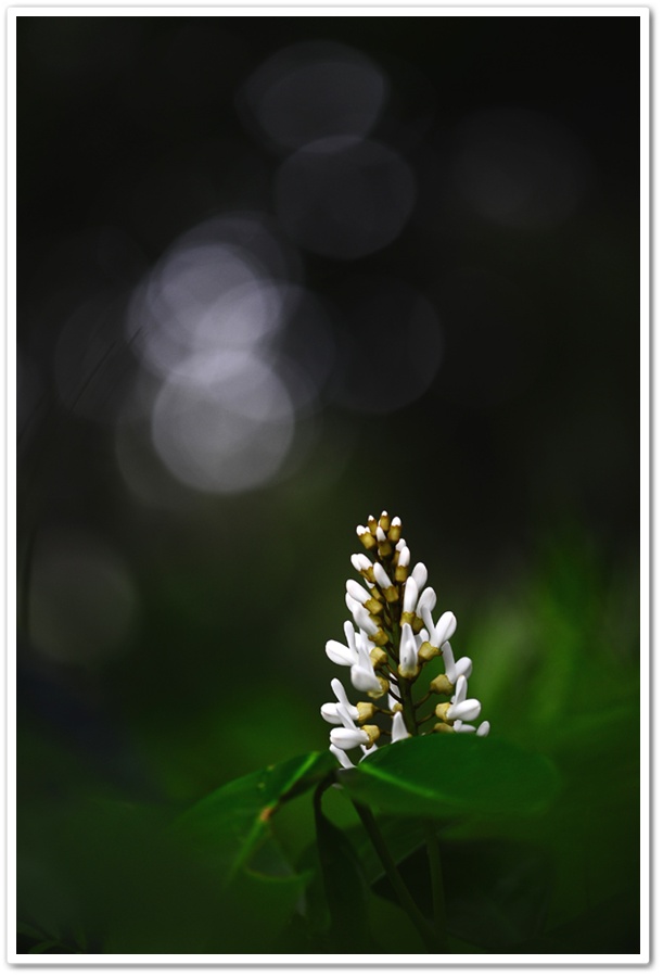DSC_3147-1.jpg