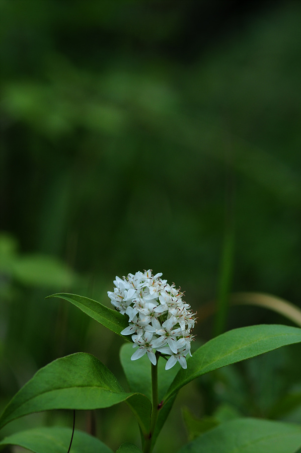 DSC_3161.jpg