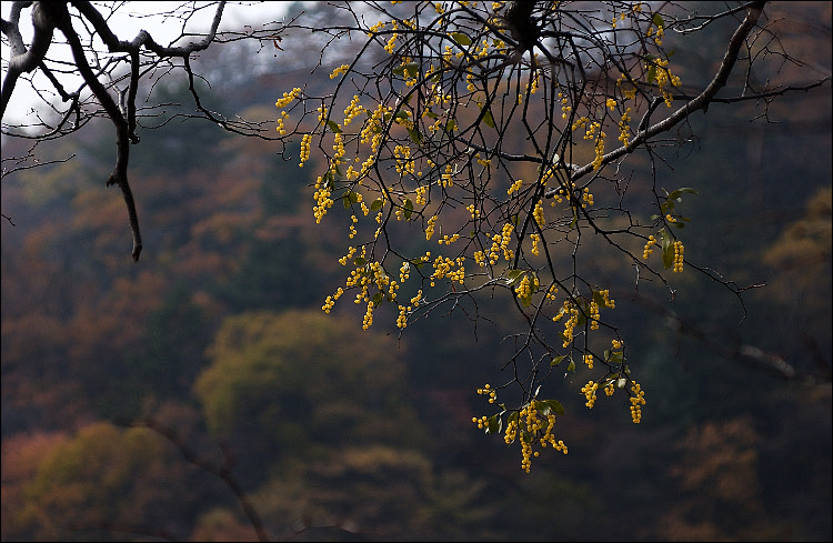 꼬리2.jpg