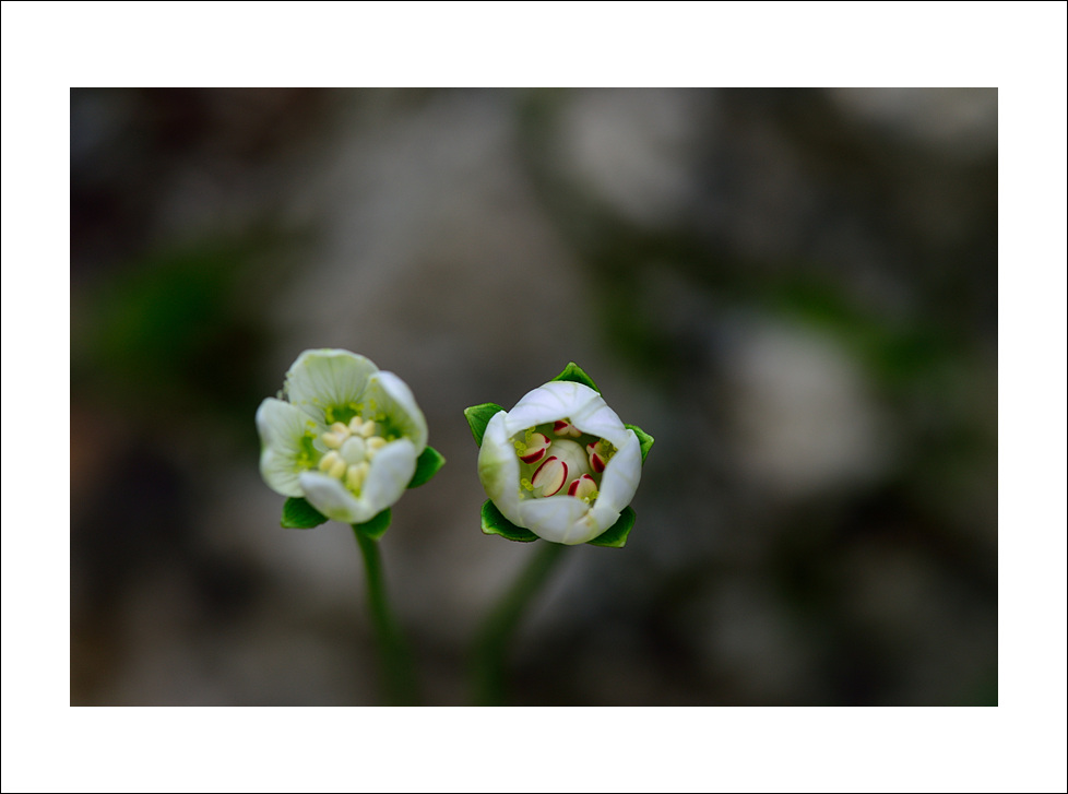 DSC_6523.jpg