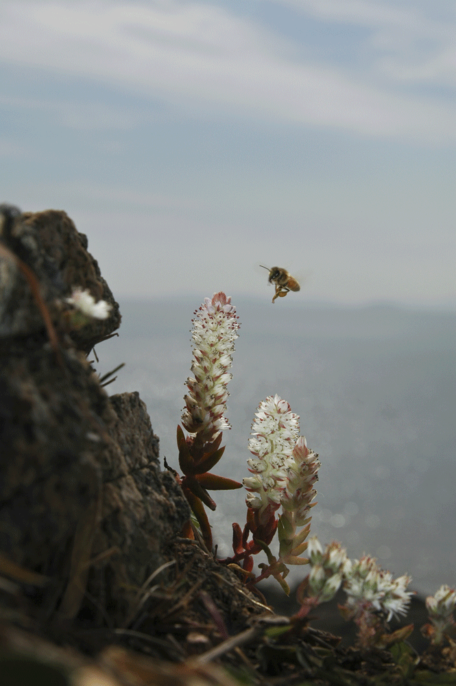 바위솔.gif