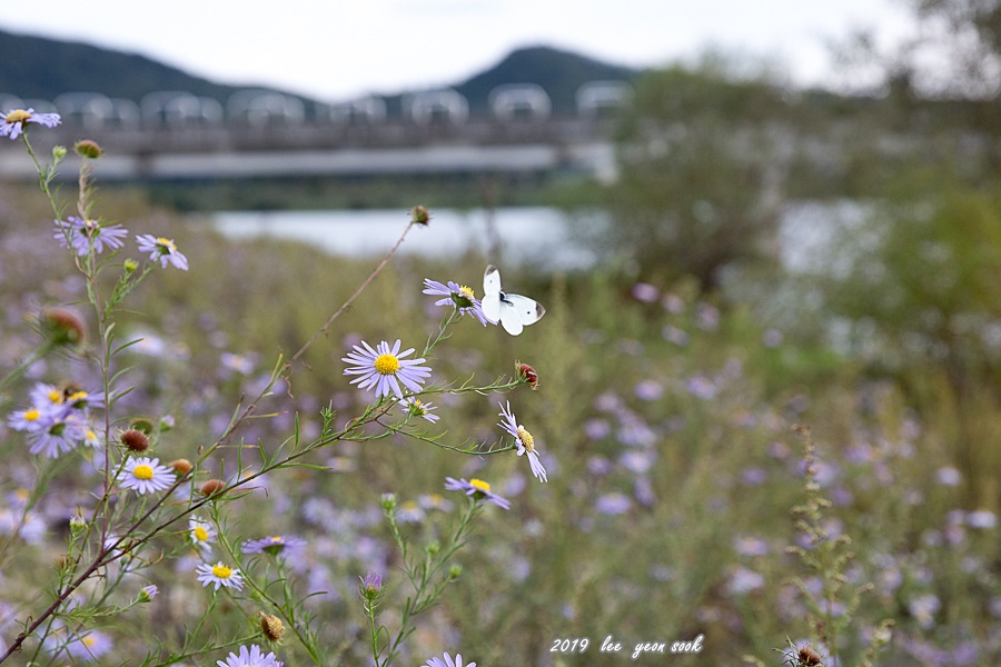 20191006-P39A4808.jpg