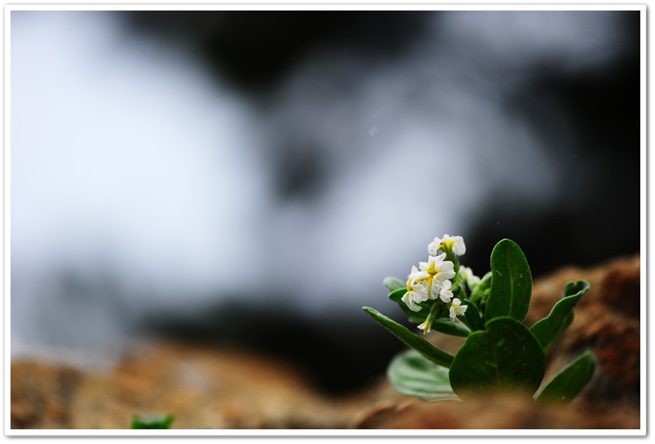 DSC_8698-1.jpg
