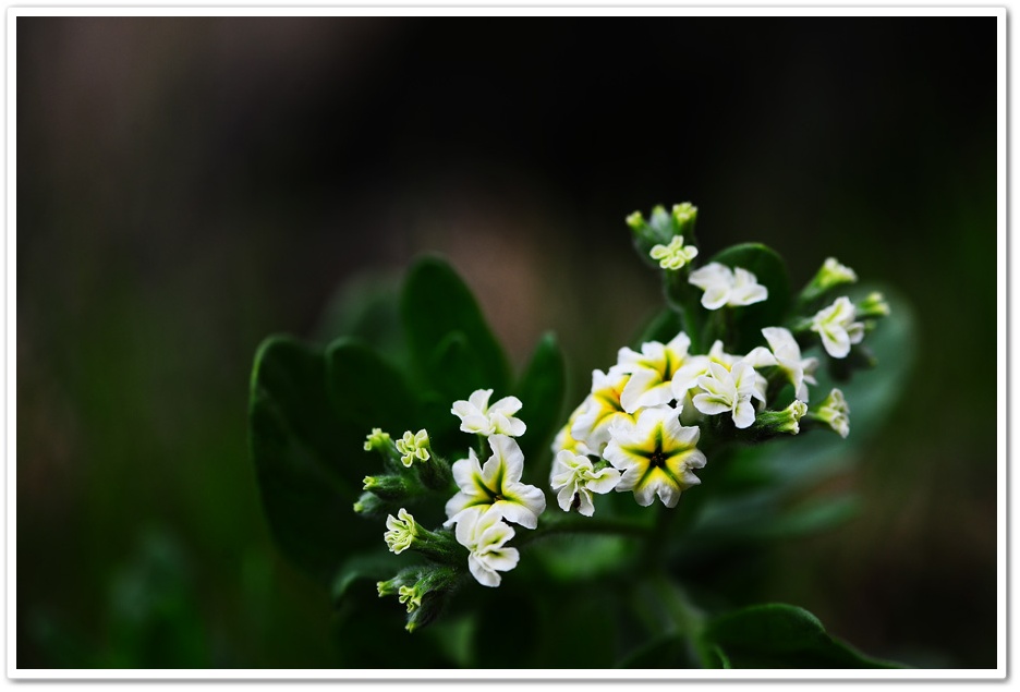 DSC_8685-1.jpg
