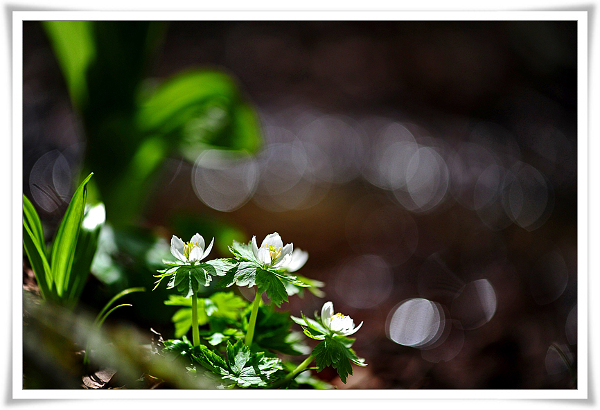 DSC_6409-2.jpg