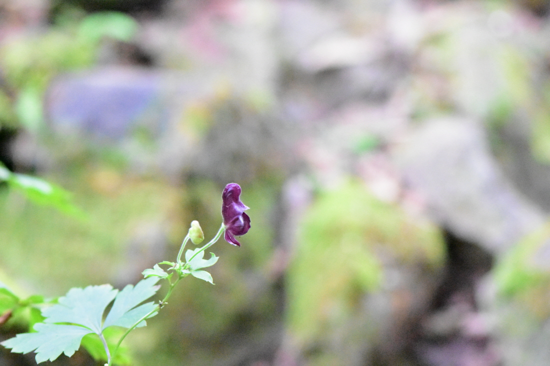 DSC_3840.JPG