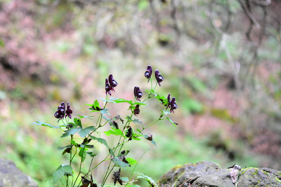 DSC_3896.JPG