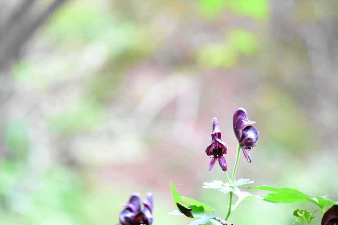 DSC_3982.JPG