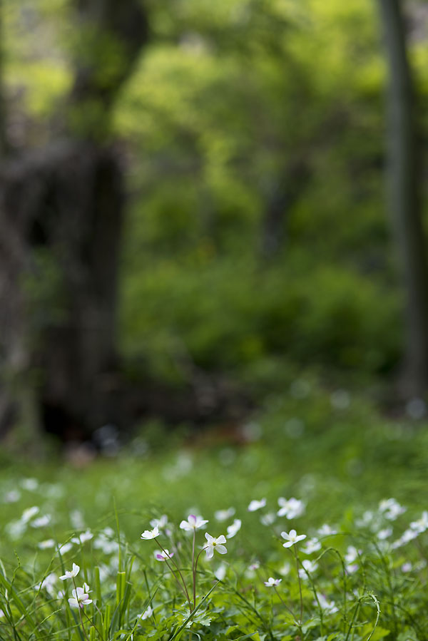 20130428_0347a-1.jpg