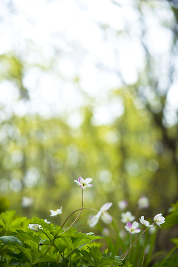 20130428_0292a-1.jpg