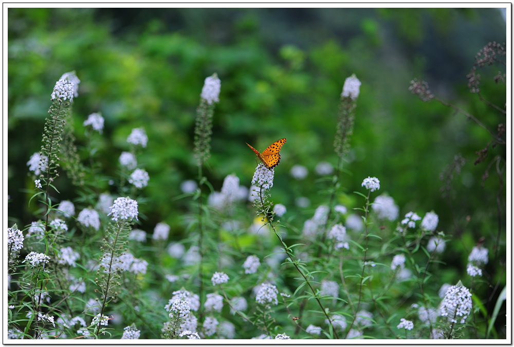 DSC_9625.jpg
