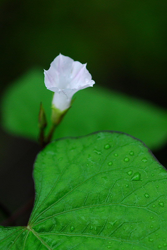 DSC_0715-1.jpg