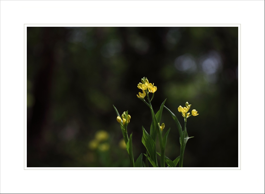 IMG_1686s.jpg
