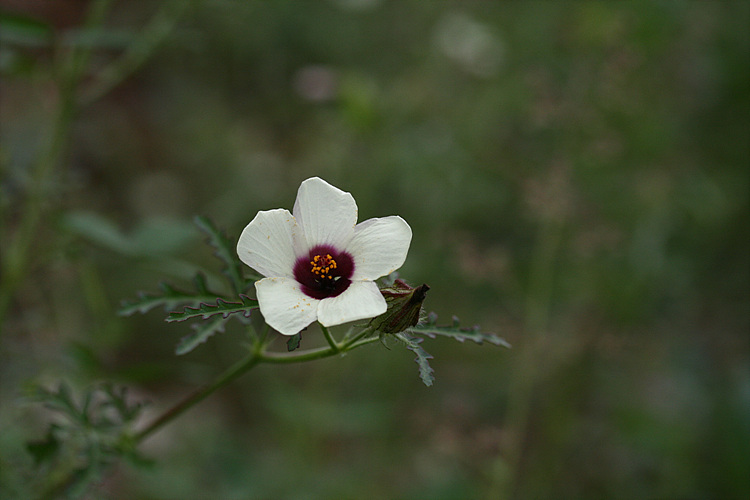 수박풀. 외 099.jpg