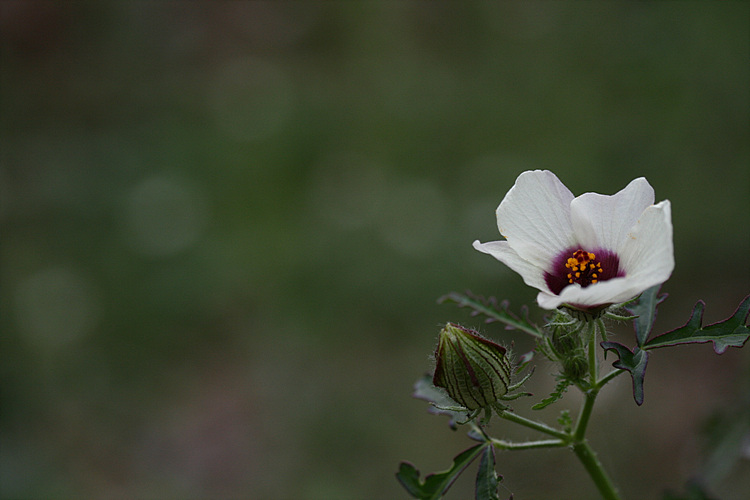 수박풀. 외 111.jpg