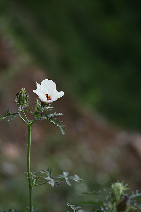수박풀. 외 103.jpg