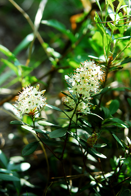 DSC_6223.jpg