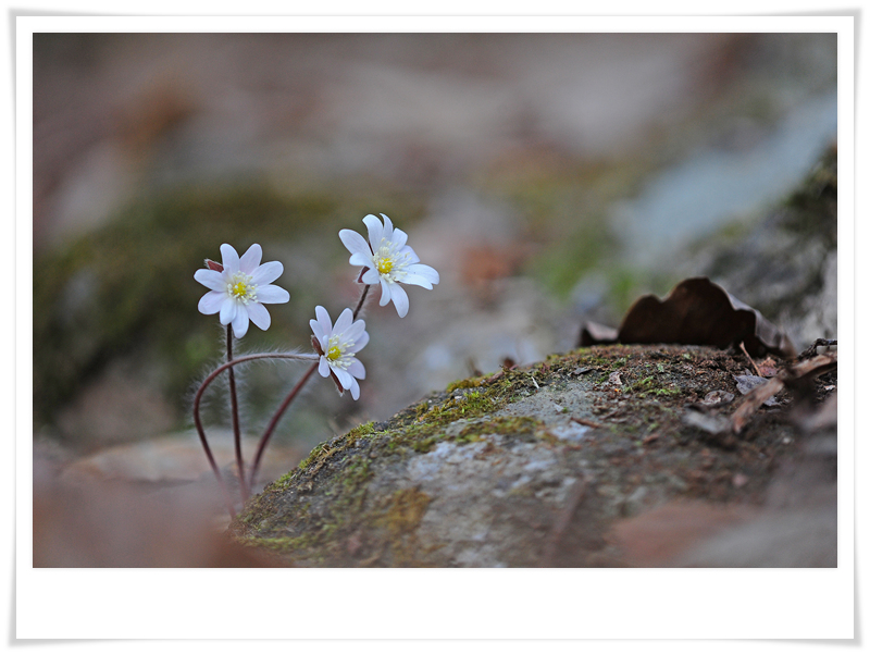 DSC_0065-1.jpg