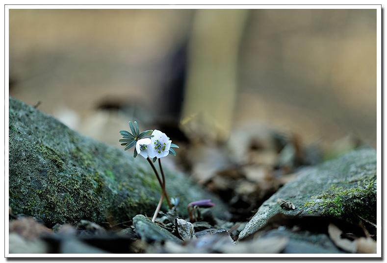 변산바람꽃4.jpg