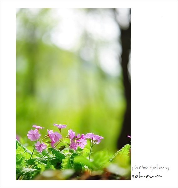16-15 sibucul(160420)342kk-7s55s.jpg