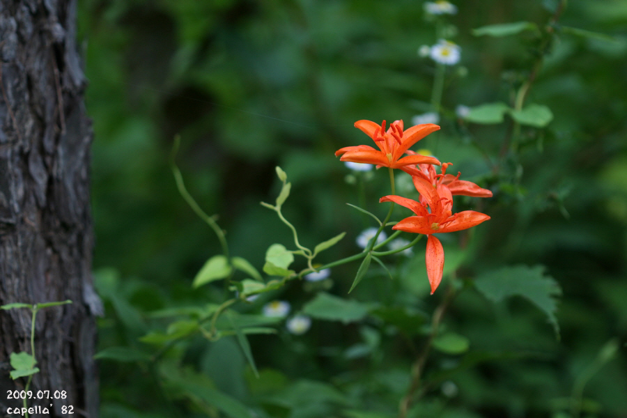 0708-4-7.JPG