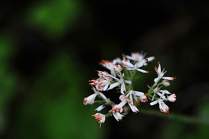 DSC_4882.JPG