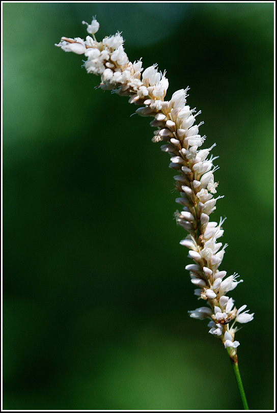 C_4-긴범꼬리0565.jpg