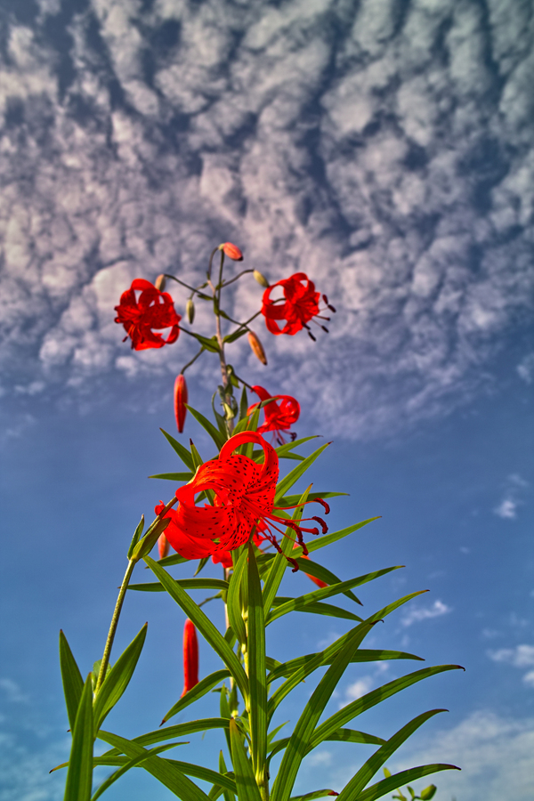 털중나리SDIM0026.jpg