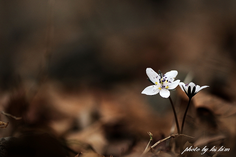 DSC_8117a.jpg