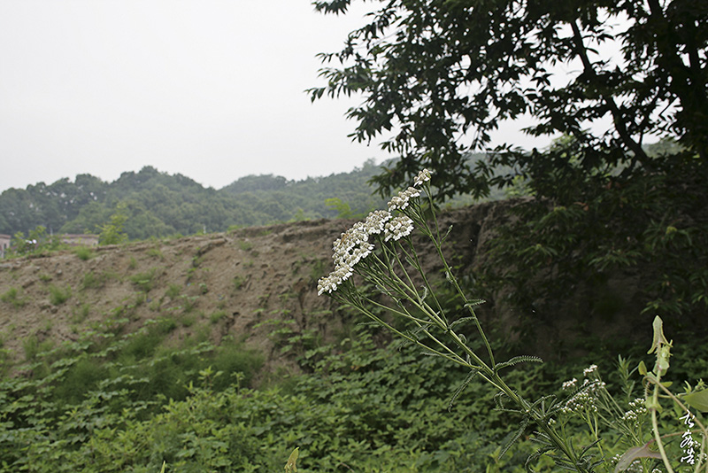 산톱풀8218.jpg