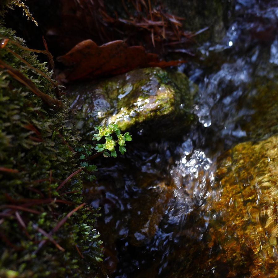 L1050324.jpg