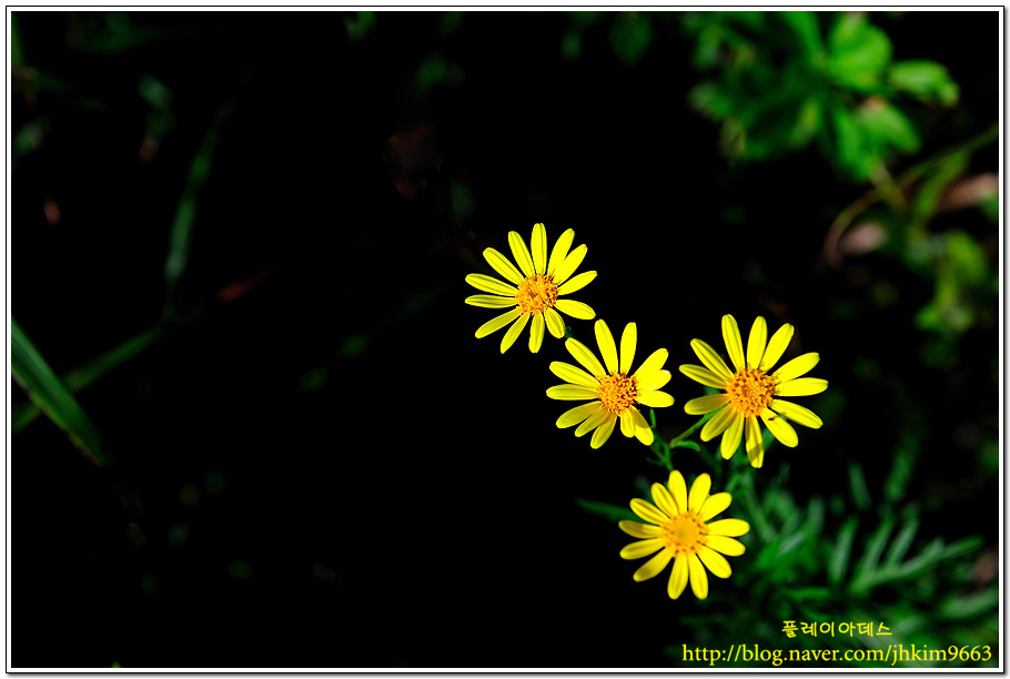 DSC_0217.jpg