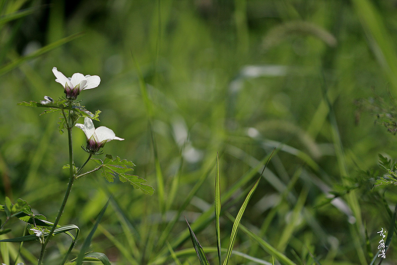 수박풀7699.jpg
