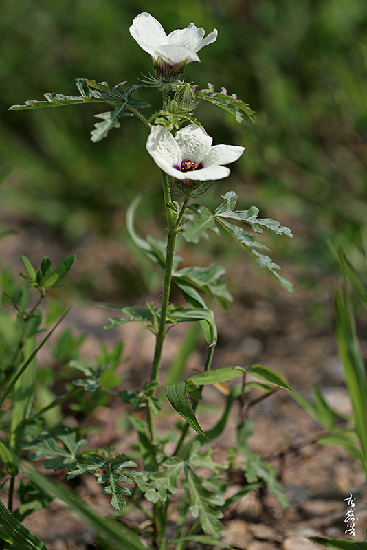 수박풀7701.jpg