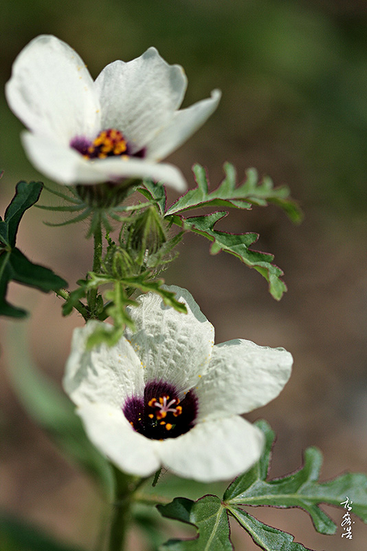 수박풀7700.jpg