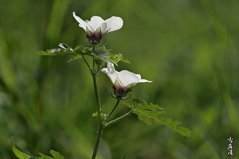 수박풀7698.jpg
