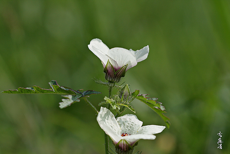 수박풀7697.jpg