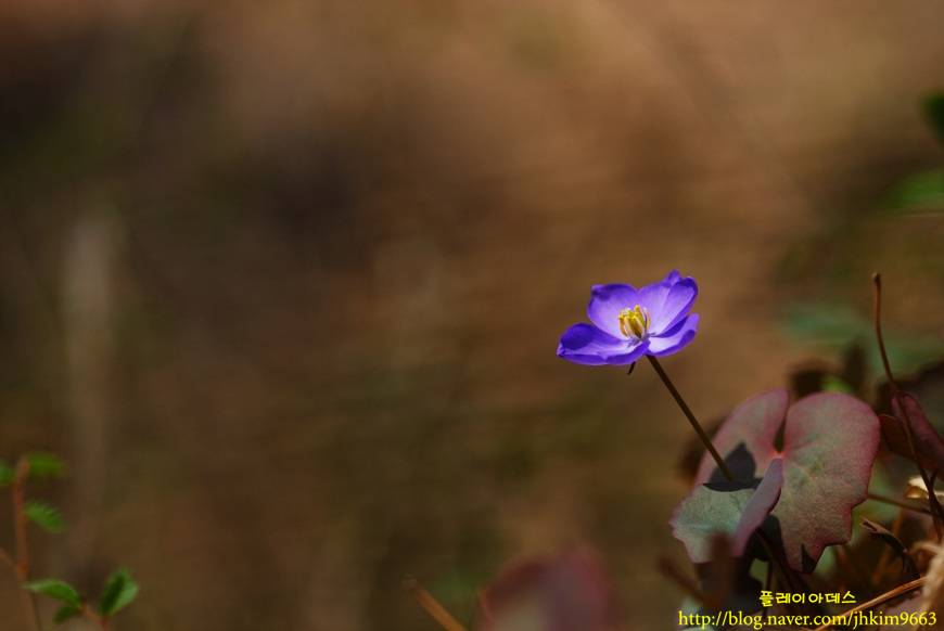 DSC_7385.jpg