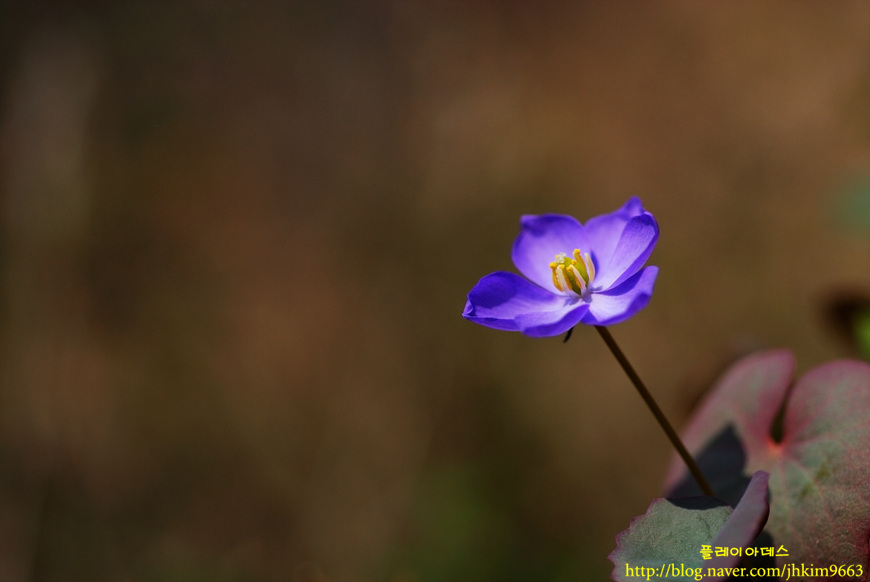 DSC_7386.jpg