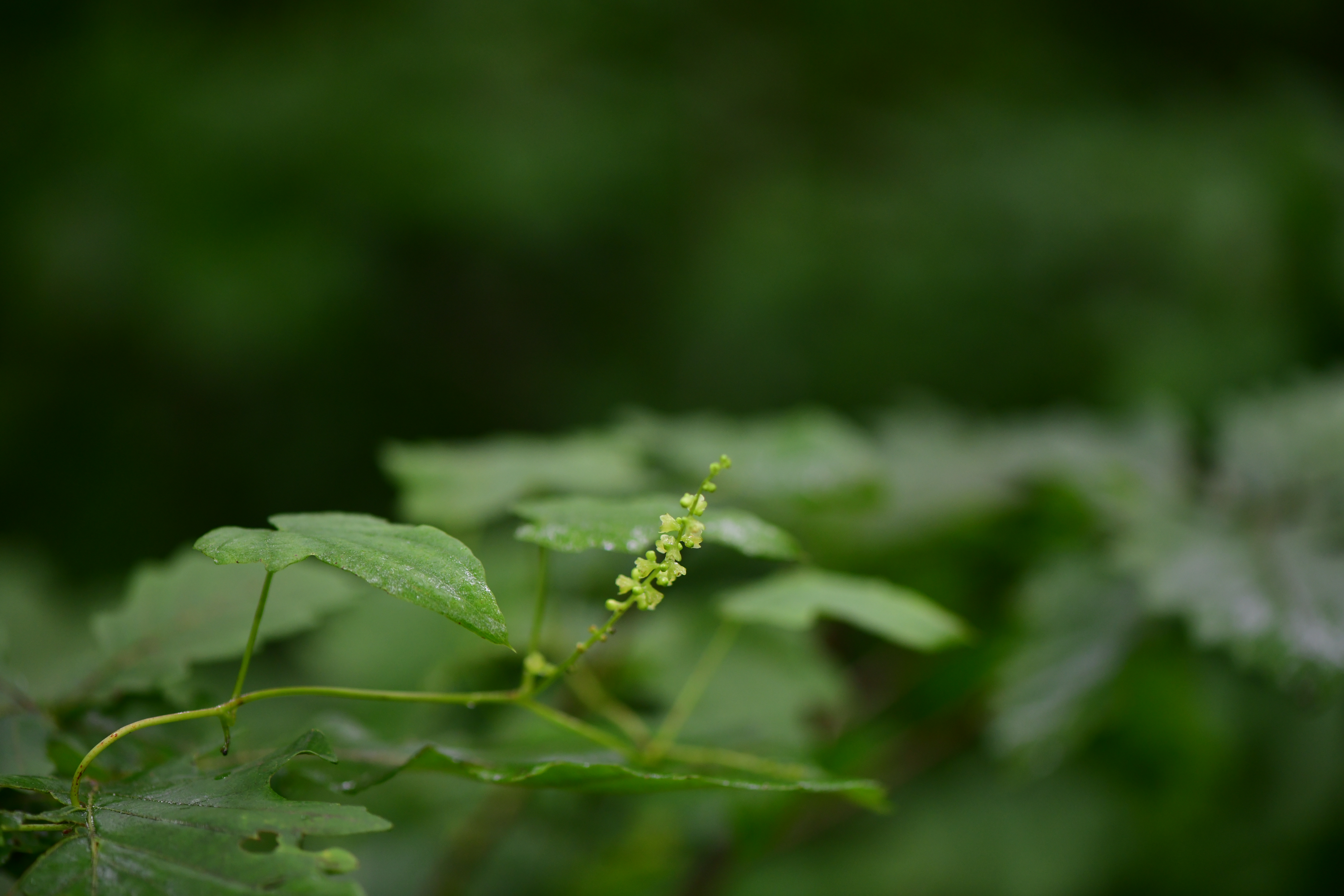 DSC_3746.JPG