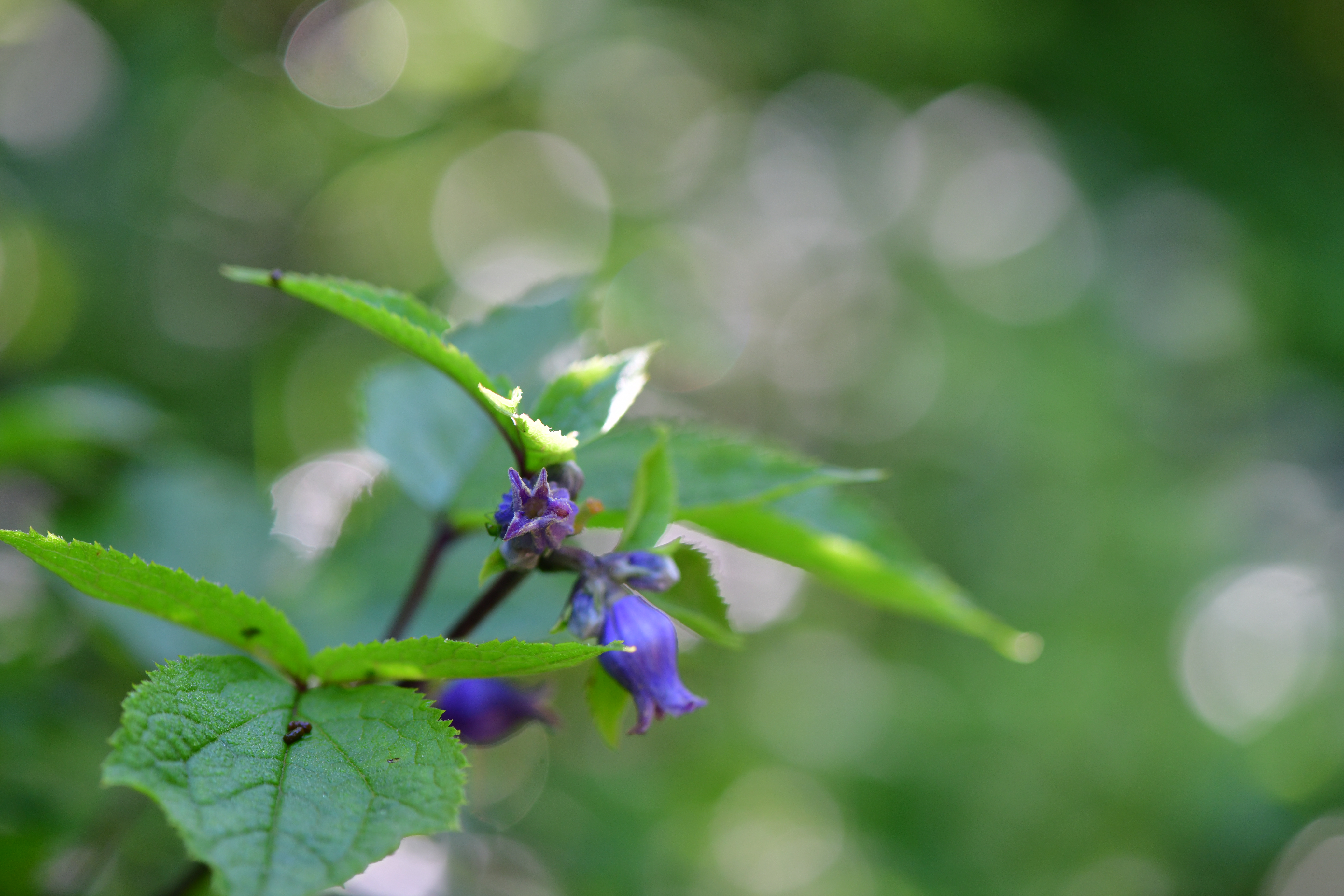 DSC_0866.JPG