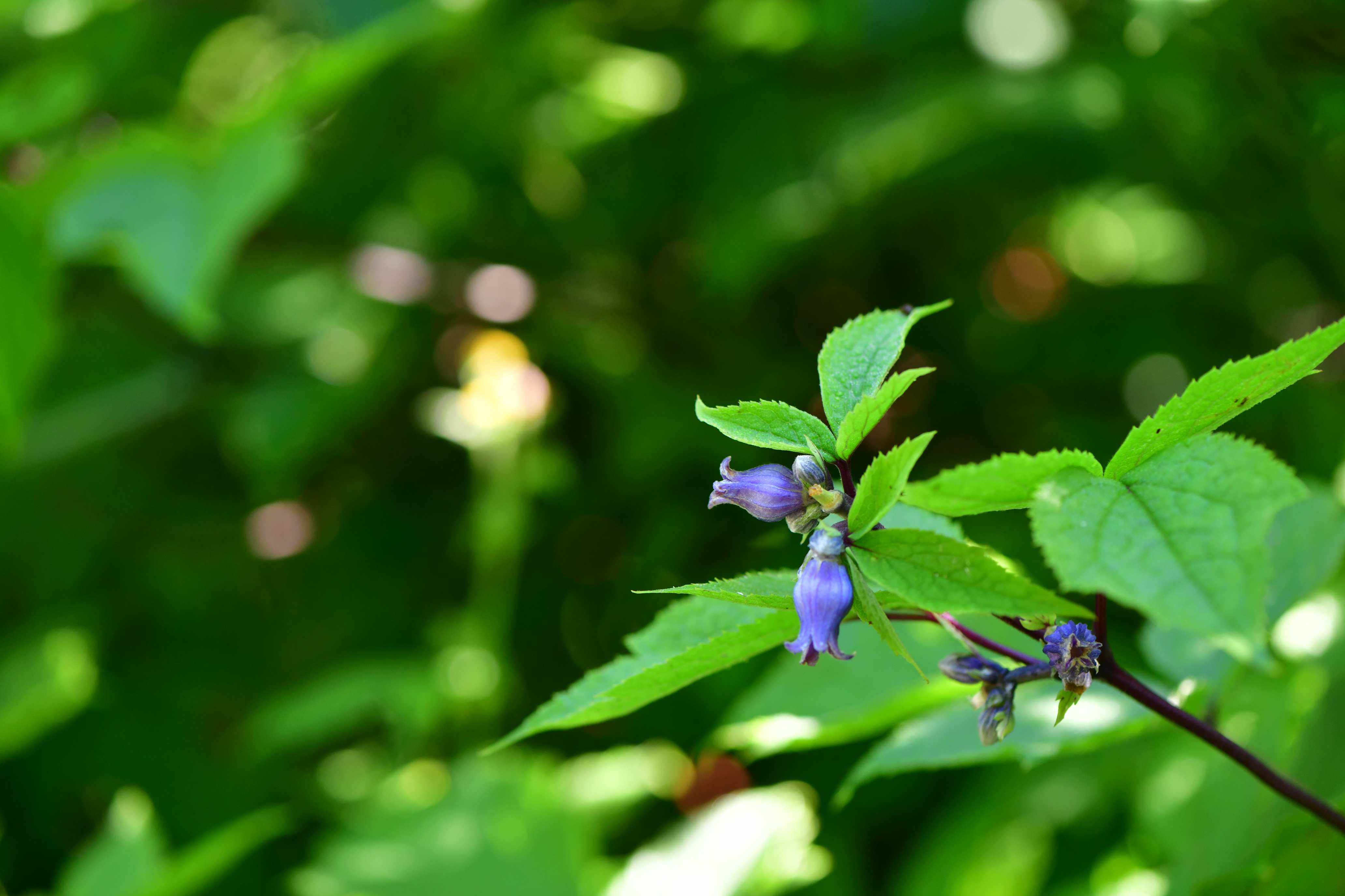 DSC_0860.JPG