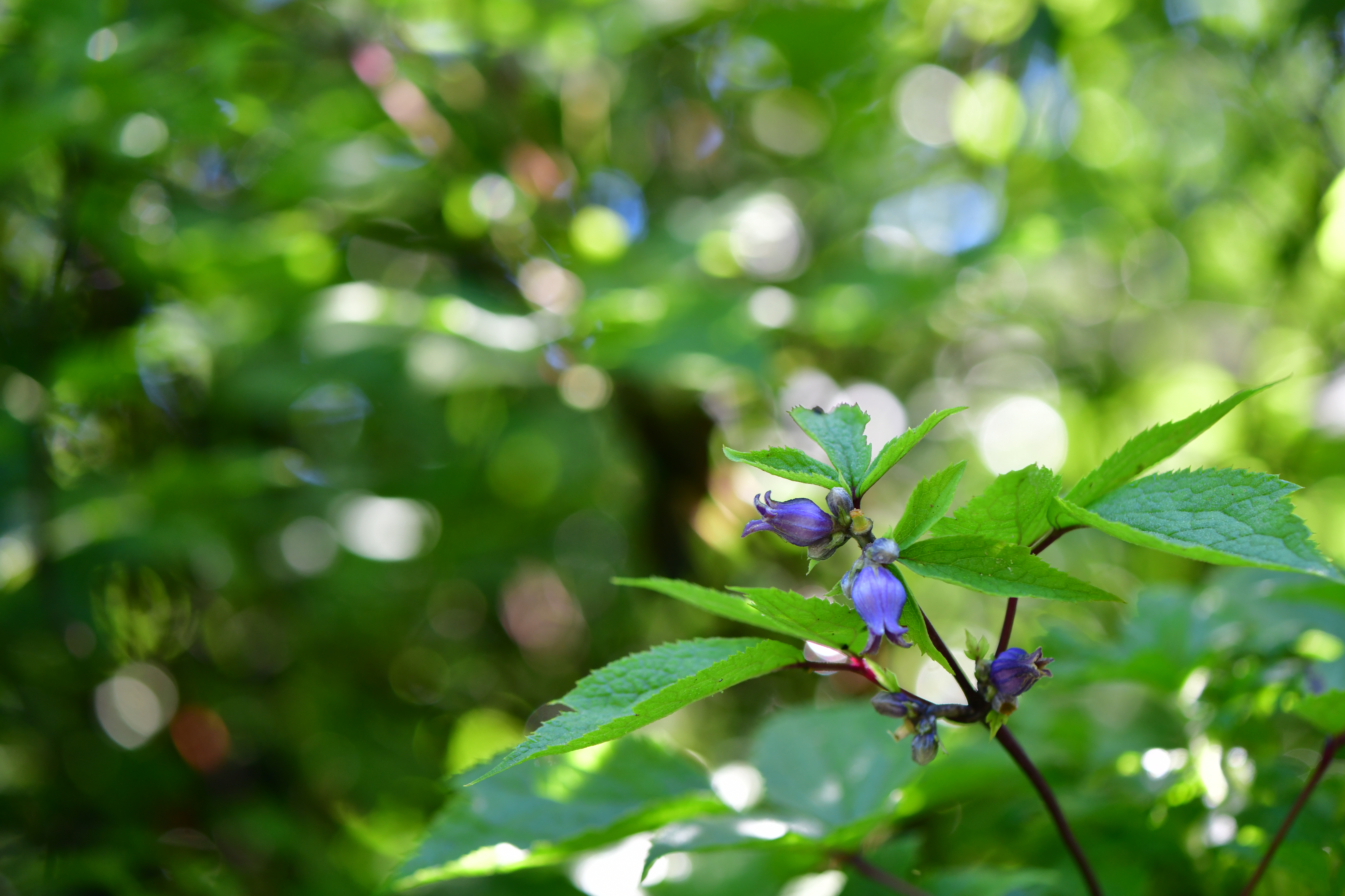 DSC_0864.JPG