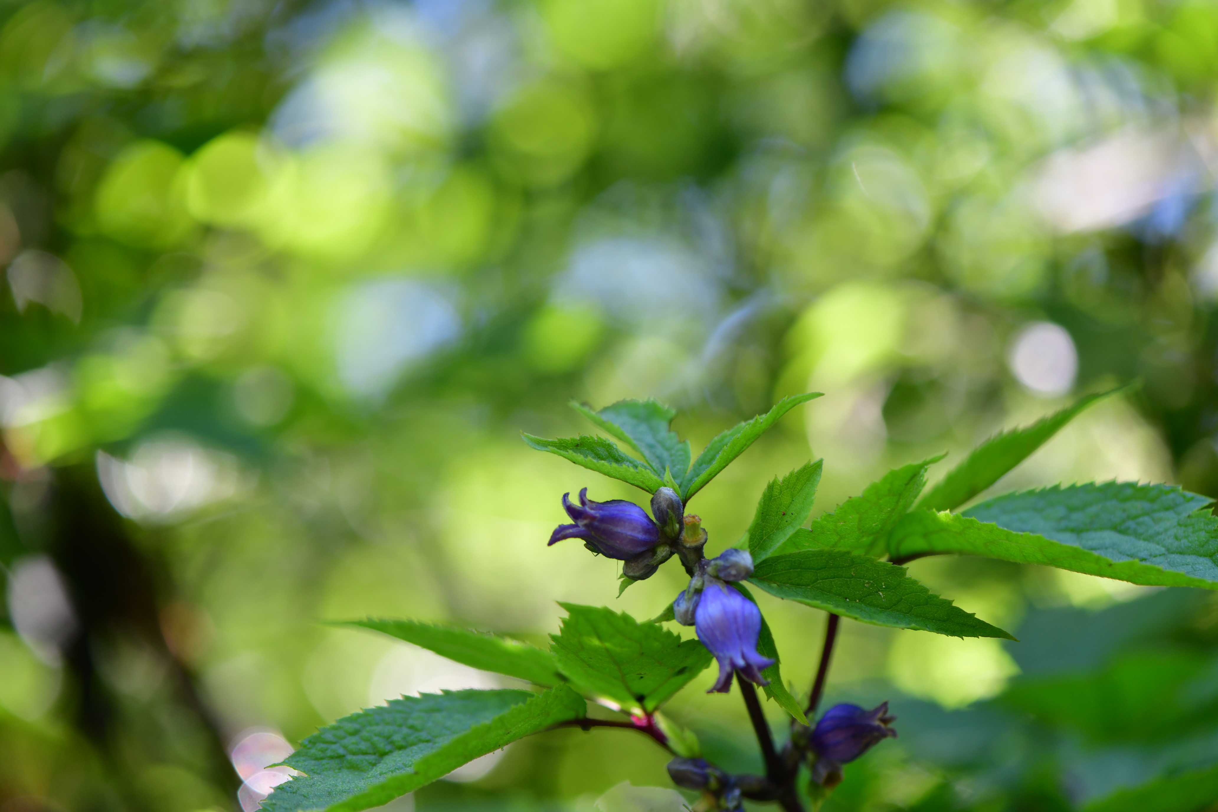 DSC_0856.JPG
