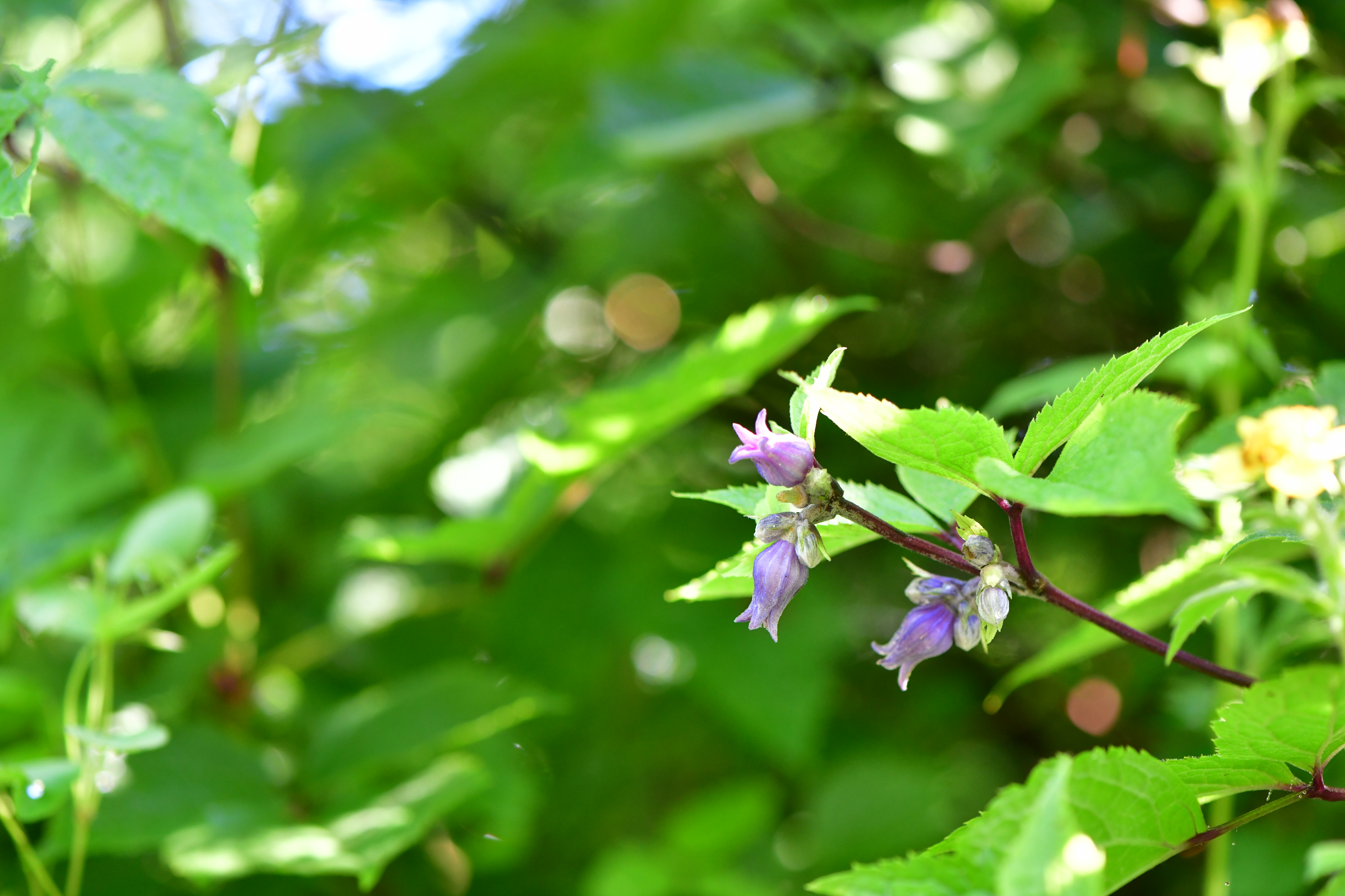 DSC_0865.JPG