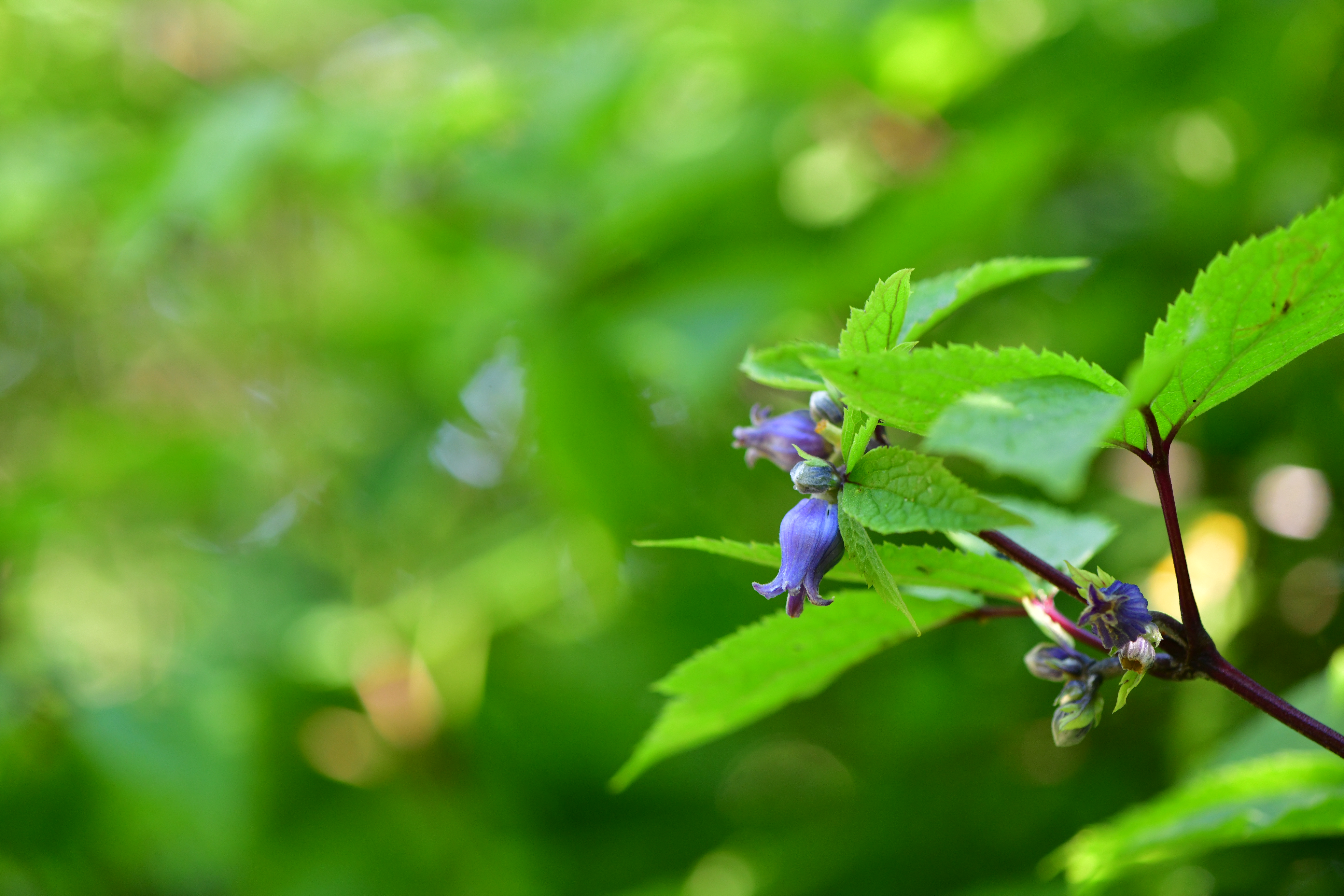 DSC_0862.JPG